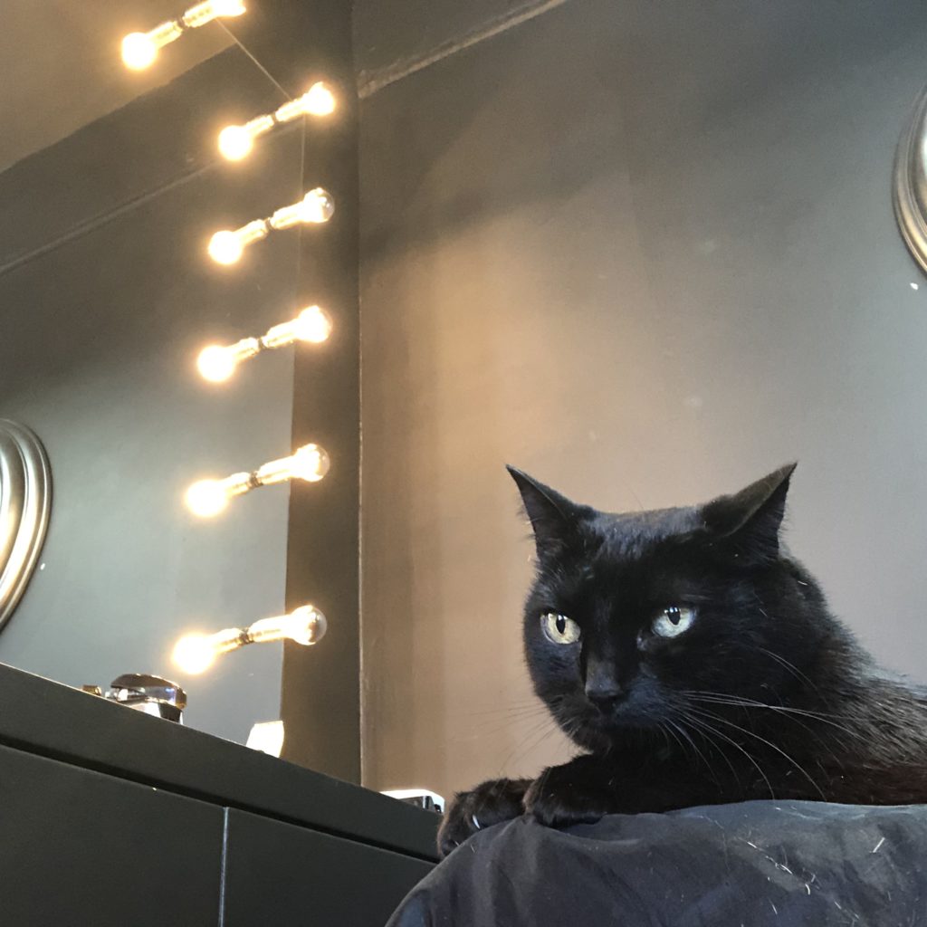 Black cat called Chloe sits on owner's lap in front of a barber's mirror