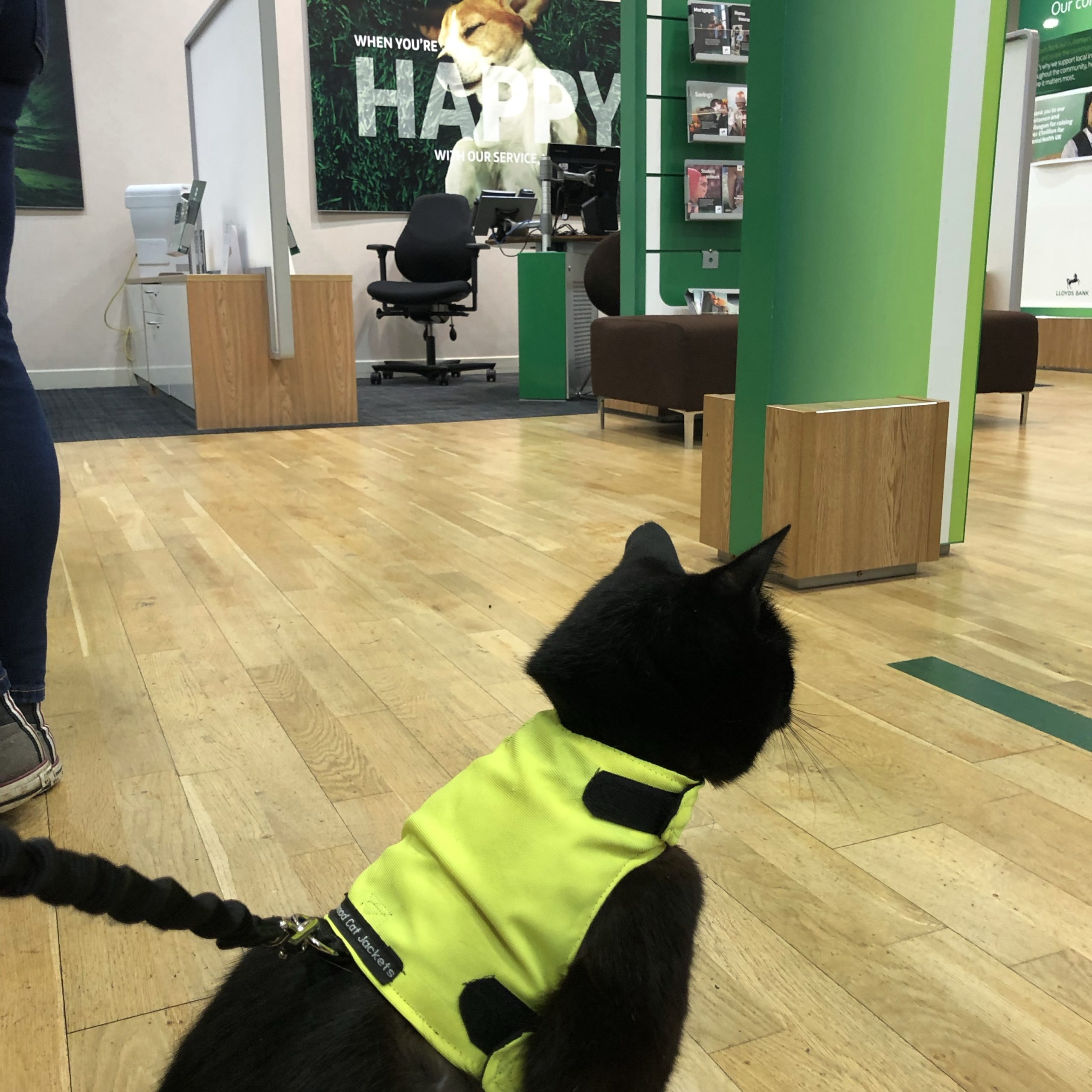 Cats as best sale service animals